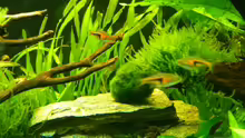 Aquarium Naturaquarium