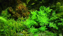 Aquarium Naturaquarium