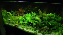 Aquarium Naturaquarium