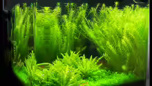 Aquarium NC20-01