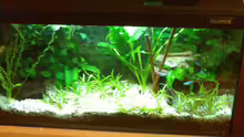 Aquarium Neon`s allein Zuhaus