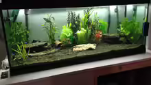 Aquarium Neues Becken
