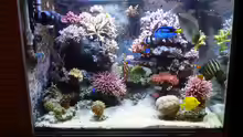 Aquarium Neues Becken