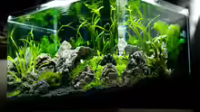 Aquarium Nickys 50 Liter Scaper´s Tank