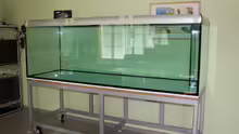 Aquarium Non Mbuna -1600