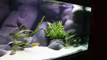 Aquarium Non Mbuna -1600
