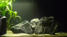 Aquarium Non Mbunas Rocks