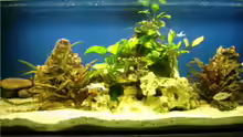Aquarium nonmbuna becken