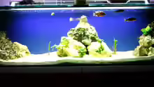 Aquarium nonmbuna becken