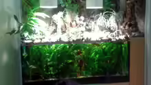 Aquarium Paludarium