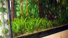 Aquarium Paludarium