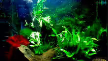 Aquarium Panorama