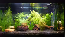 Aquarium Papa's Erbe