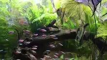 Aquarium Peruaner ( nur noch als Beispiel )