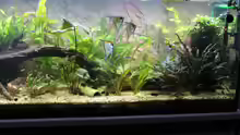 Aquarium Peruaner ( nur noch als Beispiel )