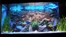 Aquarium Peter´s bunte Kiste