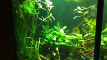 Aquarium Pflanzeninsel