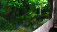 Aquarium pirayabecken