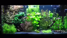 Aquarium Planted world