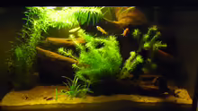 Aquarium Prachtkärpflinge
