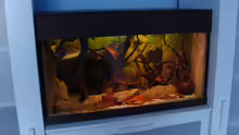 Aquarium Procambarus Clarkii (nur noch als Beispiel)