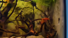 Aquarium Procambarus Clarkii (nur noch als Beispiel)