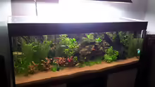 Aquarium Rainbow`s home (Nurnoch Beispiel)