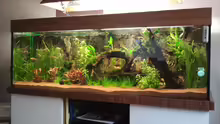 Aquarium Rainbow`s home (Nurnoch Beispiel)
