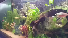 Aquarium Rainbow`s home (Nurnoch Beispiel)