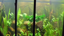 Aquarium Raumteiler Südamerika/Gesb. Nur noch als Beispiel