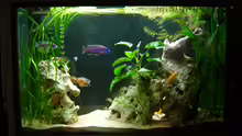 Aquarium Raumteiler