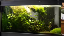 Aquarium Raumteiler