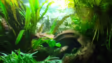 Aquarium rechte Seite