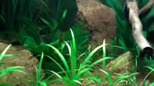 Aquarium Red Stones