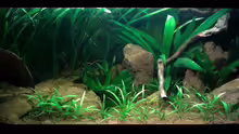 Aquarium Red Stones