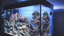 Aquarium Riffaquarium