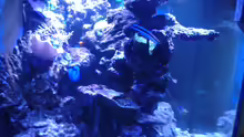 Aquarium Riffkanten cube