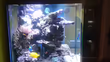 Aquarium Riffkanten cube