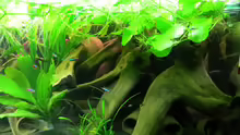 Aquarium Rio Jaños (aufgelöst)