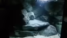 Aquarium Rocks for Variabilichromis