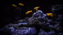 Aquarium Rocky Cliffs
