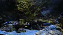 Aquarium Rockzolid Cave (Aufgelöst)