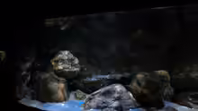 Aquarium Rockzolid Cave (Aufgelöst)