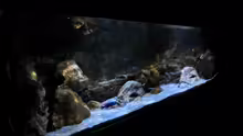 Aquarium Rockzolid Cave (Aufgelöst)