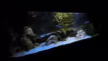 Aquarium Rockzolid Cave (Aufgelöst)