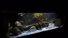 Aquarium Rockzolid Cave (Aufgelöst)