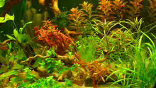 Aquarium Root River