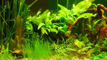 Aquarium Root River