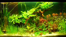 Aquarium Root River