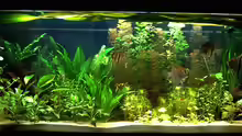 Aquarium RR-Becken